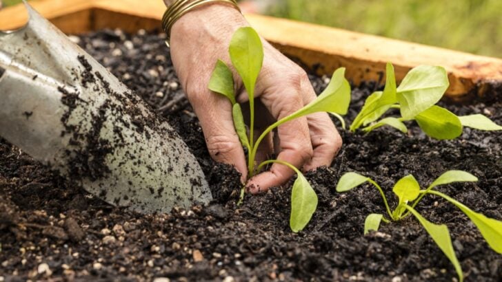 16 Plants That Thrive When Sown in Winter