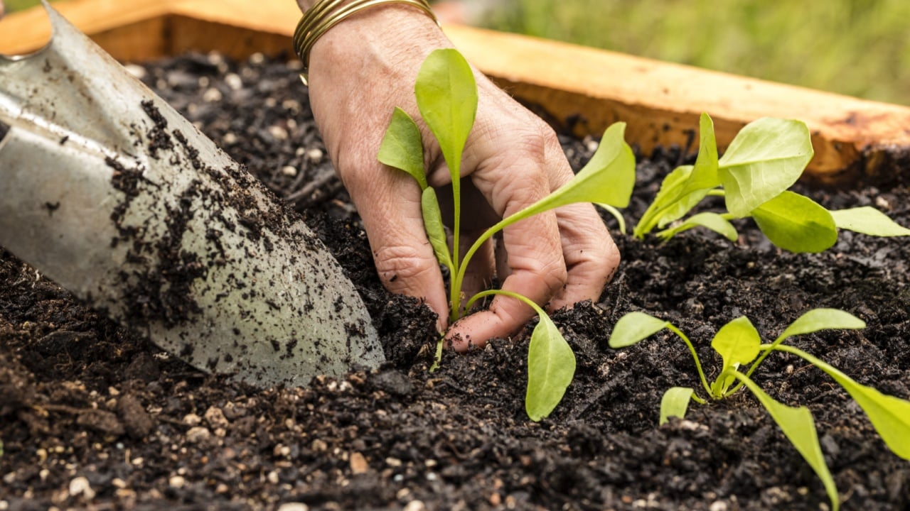 Spinach Seedling Planting/ planting an organic spinach seedling in a raised garden bed