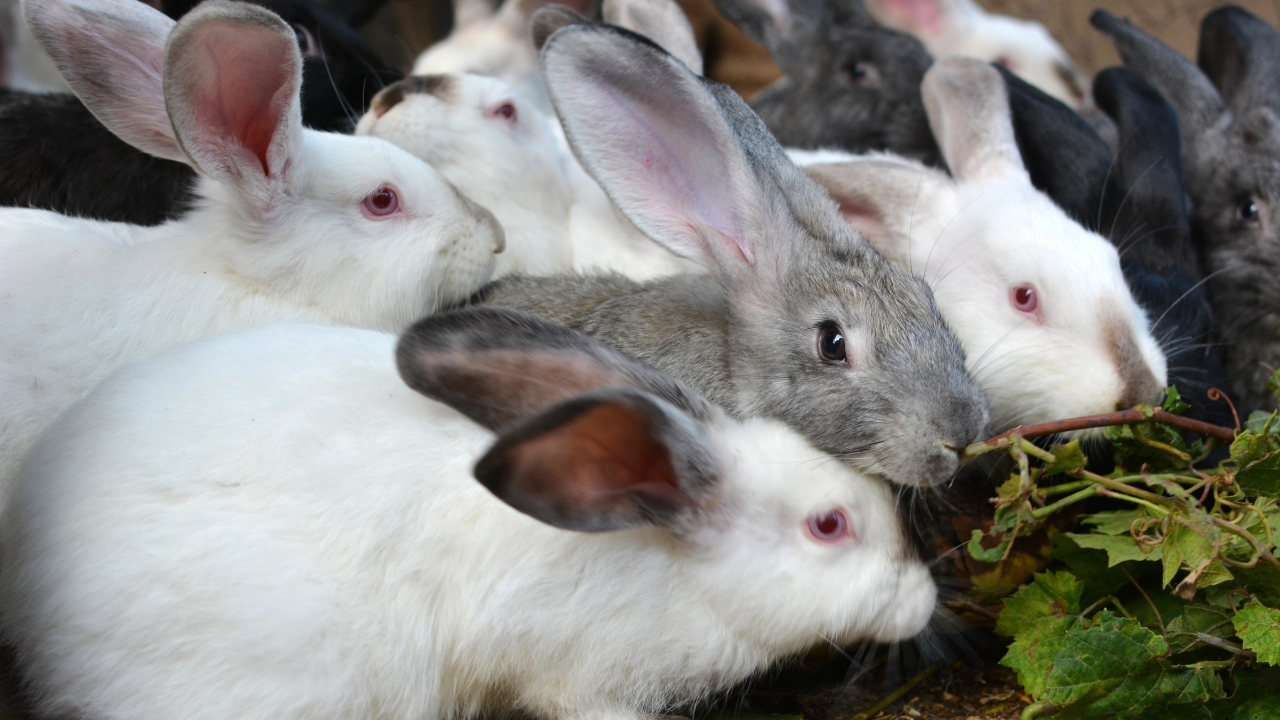 a group of rabbits