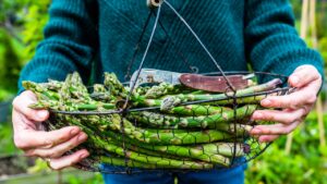 a pair of hands hold a basket full of asparagus