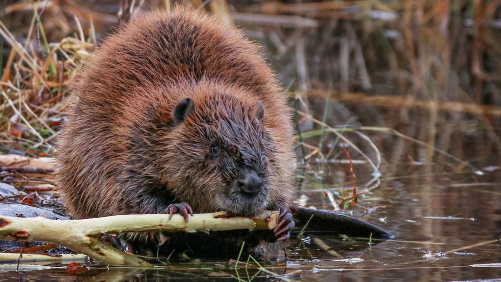 Beaver in a river gnawing on a branch