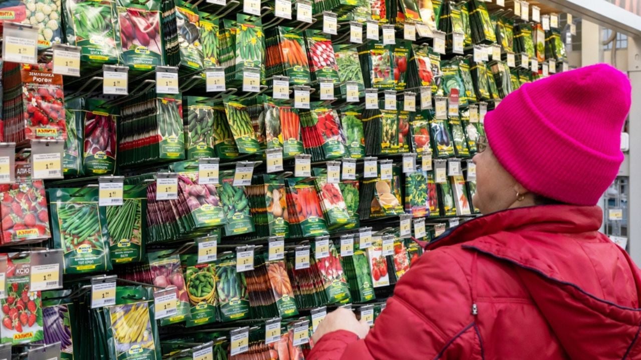 woman looking at seed packets
