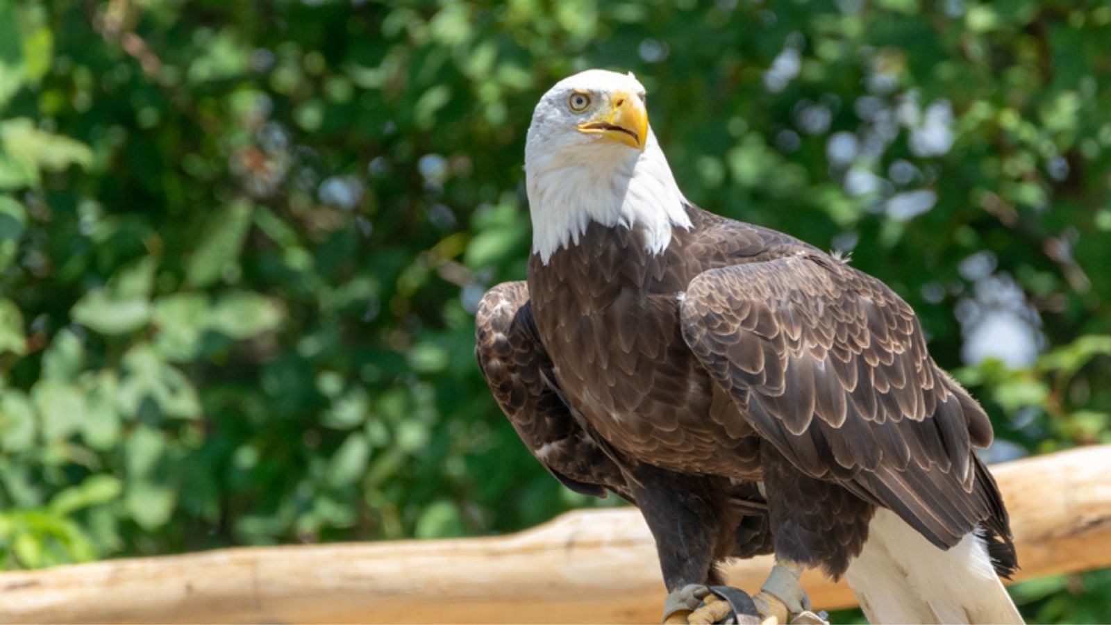 National animal of USA white-tailed big American bald eagle bird close up