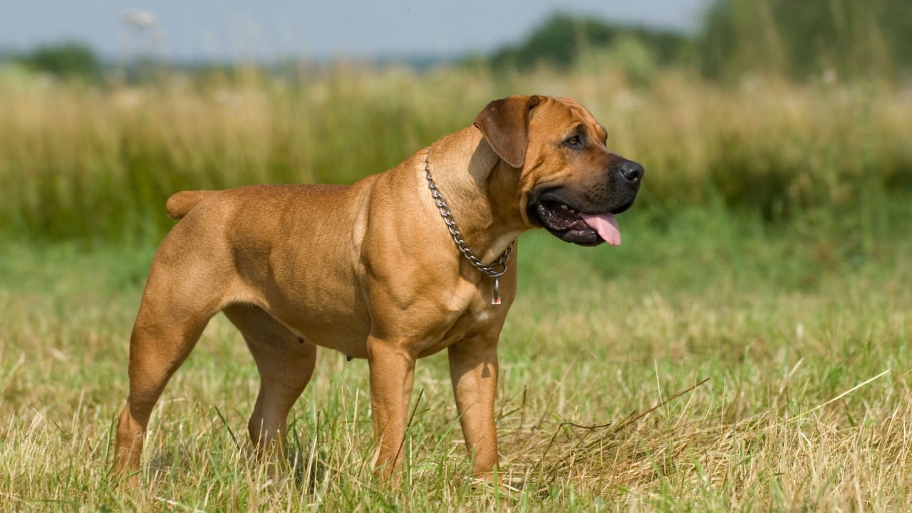 Standing boerboel dog in a summer meadow