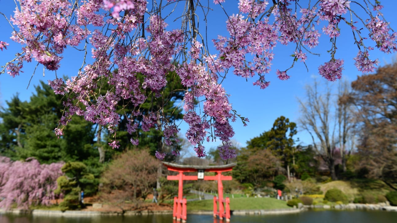 Japanese Garden in the Brooklyn Botanic Garden, New York City, U.S.A.