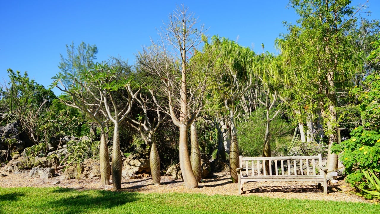 Fairchild Tropical Botanic Garden