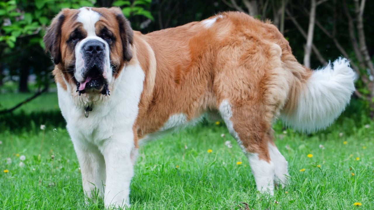 St. Bernard dog in the summer outdoors for a walk