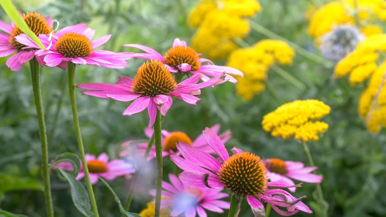 Red coneflowers(Echinacea) with yellow yarrows blooming in the garden