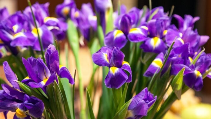 Fresh Mardi Gras Flower Ideas to Give Your Home a Festive Lift
