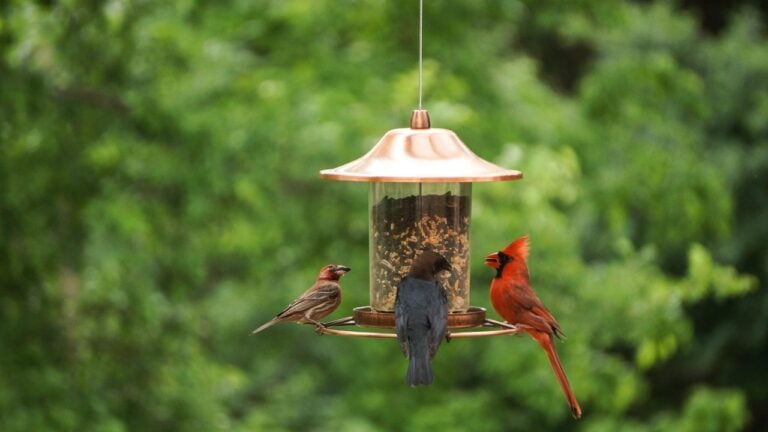 Backyard Birds romance