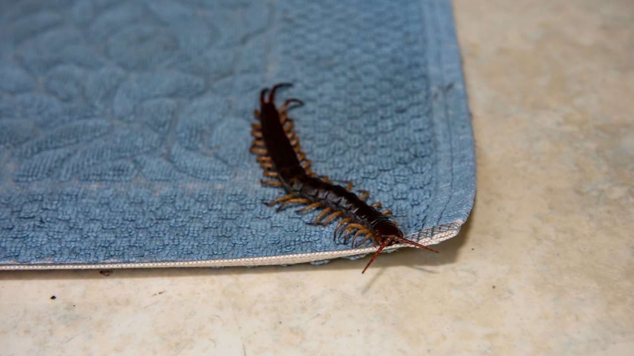 The big black centipede climbing on the foot towel in the house.