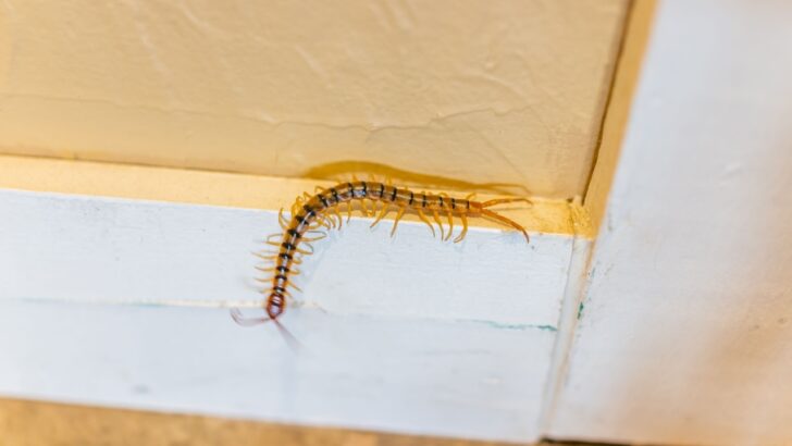 6 Effective Ways to Keep Creepy Crawly Centipedes Out of the House