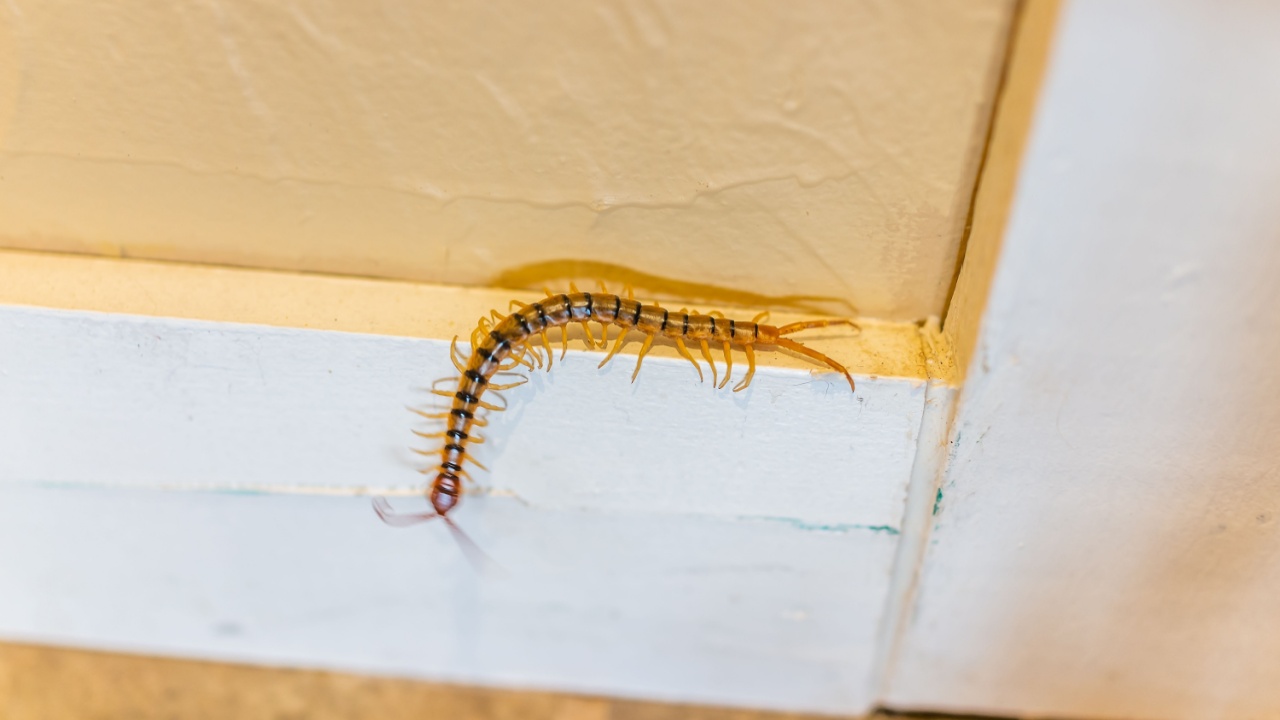 Large house centipede insect bug crawling on wall in New Mexico with many legs macro closeup
