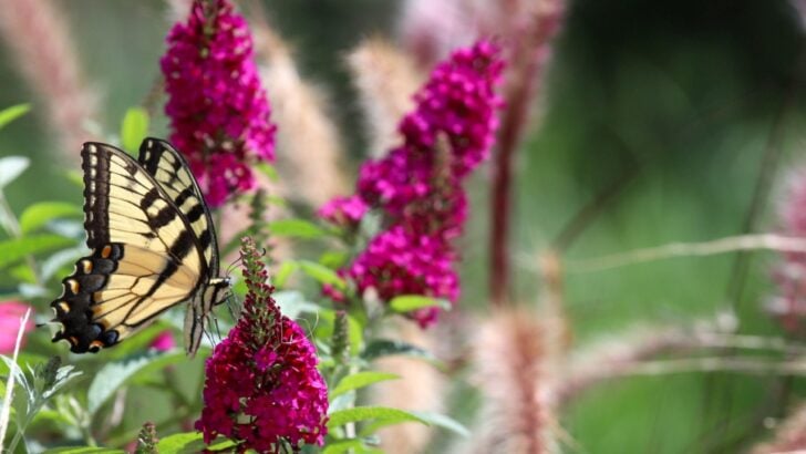 7 Plants Never Worth Having in the Garden