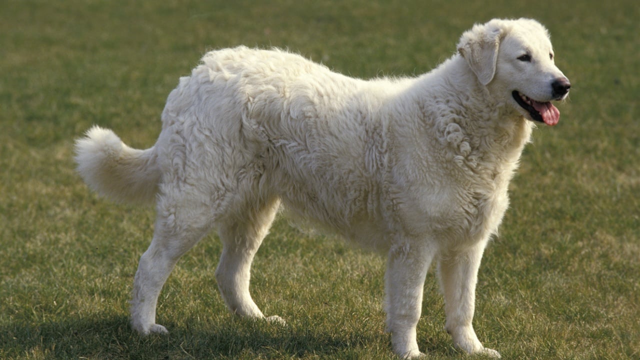 Kuvasz Dog Adult on grass