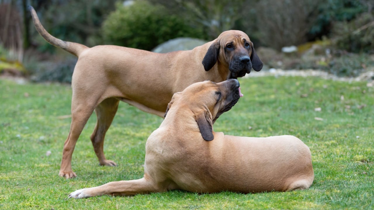 two young guardian dogs, female of Fila Brasileiro, Brazilian Mastiff, playing outdoor on green grass