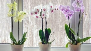 Moth orchids on windowsill - home decoration with live potted flowering plants