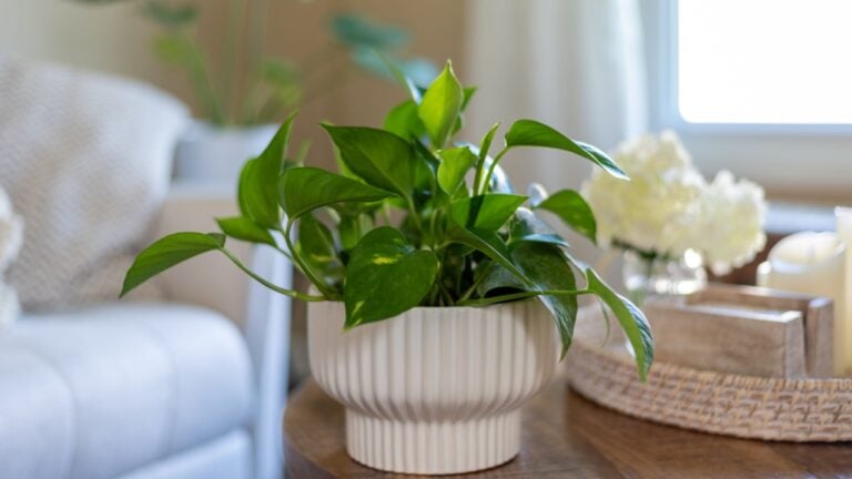 Healthy green houseplant on a table in a light and bright stylish living room