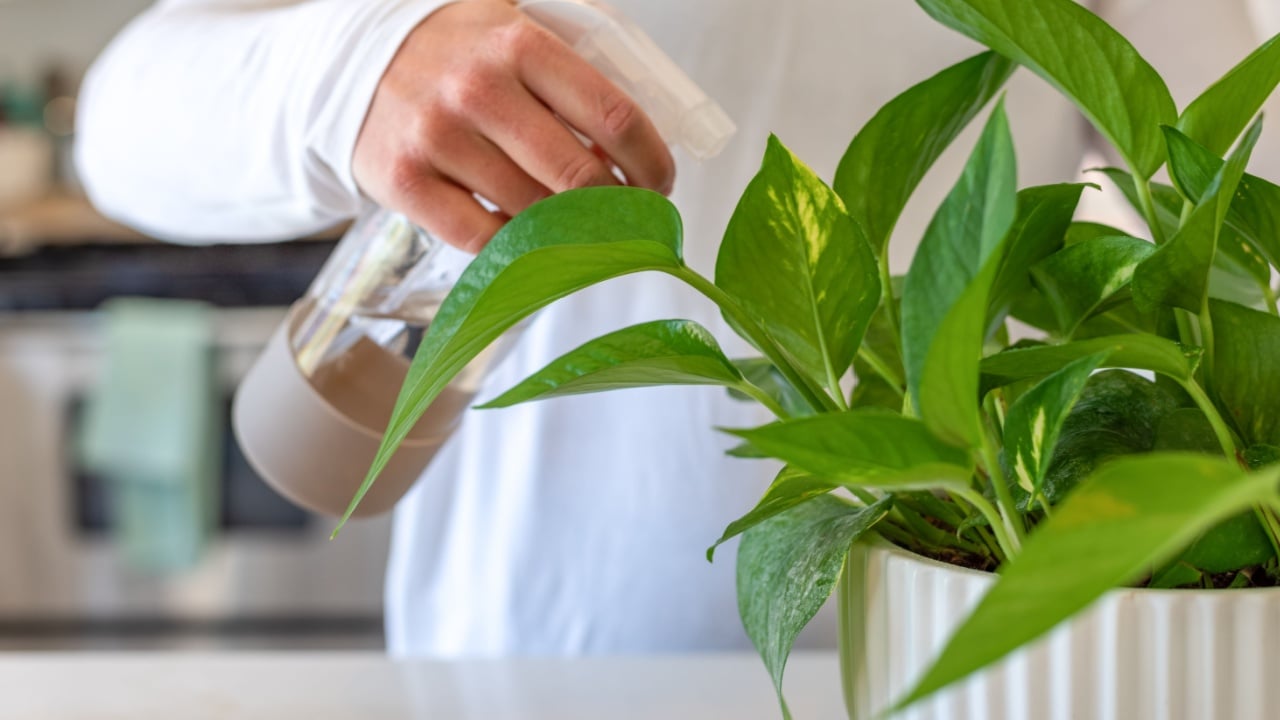 Closeup of a young woman misting a potted plant with a spray bottle