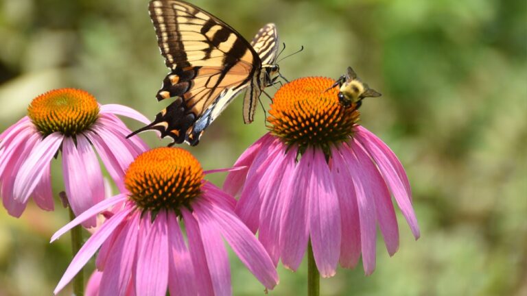 Eastern Tiger Swallowtail and bumble bee on a purple coneflower