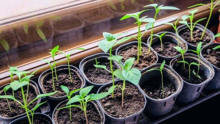 Start These 8 Slow Growing Seeds Long Before Spring