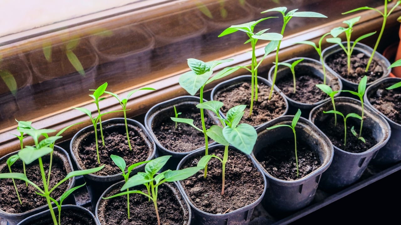 Young green shoots of seedlings in plastic capacity cassette. Pepper seedlings in pots on the windowsill in front of the window.