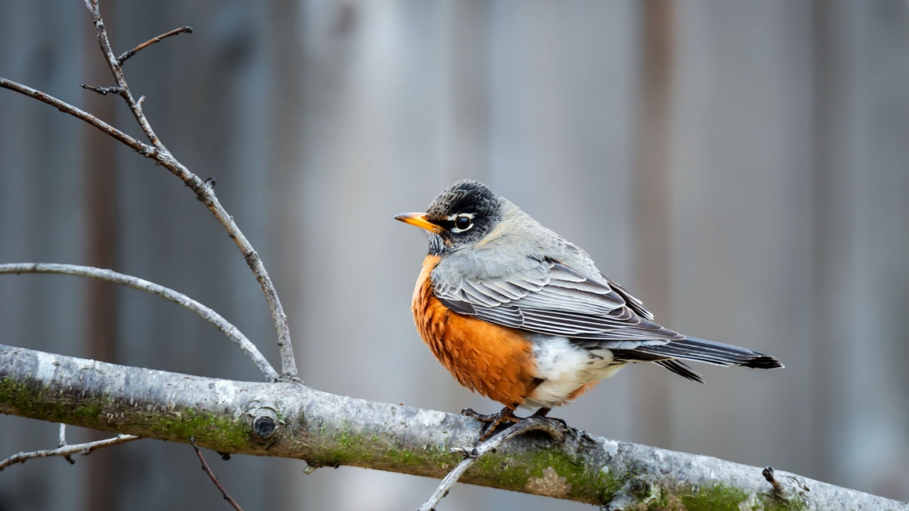 American robin (Turdus migratorius) on a tree branch, looking for berries in the backyard before freezing winter storm in North Texas. Gray wooden fence background.