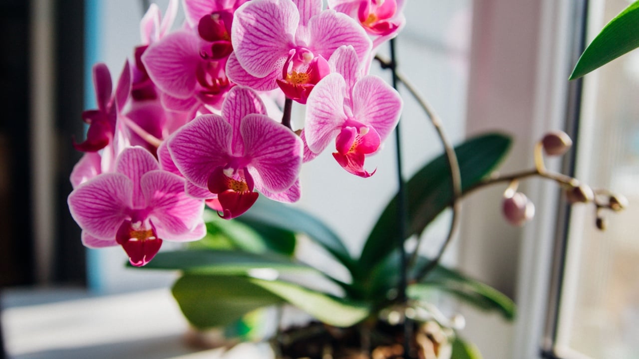 Pink flower and leaves of the phalaenopsis orchid in a flower pot on the windowsill in the house. Care of a houseplant. Home garden. Room interior decoration.