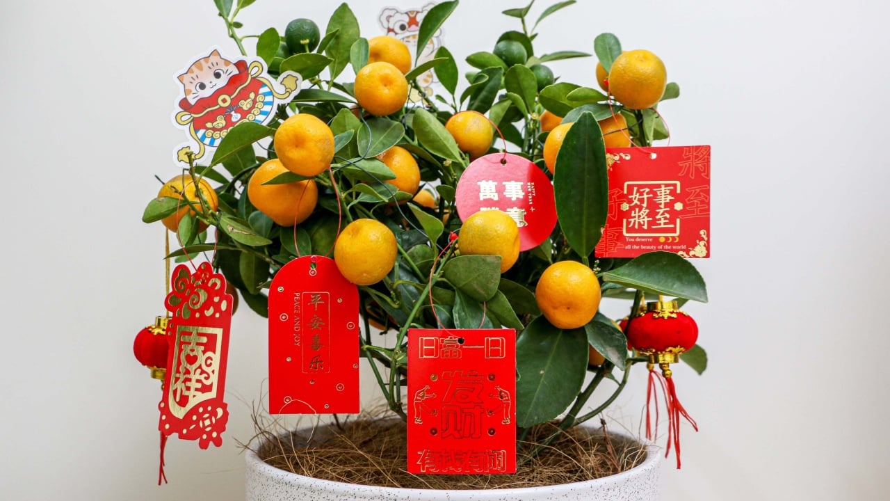 Chengdu, Sichuan, China - 8th Jan 2022: Chinese New Year Kumquat Plant decorated with red lanterns and Chinese New Year greetings, Kumquats represent wealth, prosperity, and luck in Chinese culture