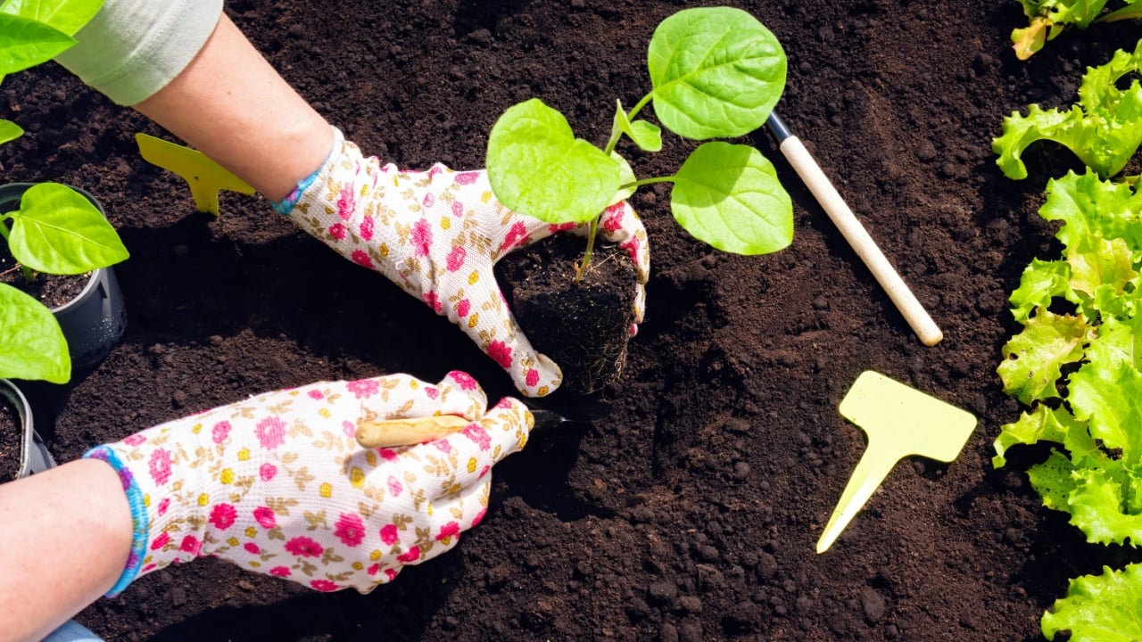 Planting eggplant seedlings in black fertile soil enriched with compost and humus close-up. Gardener's gloved hands plant a sprout in the ground with garden shovel in early spring.