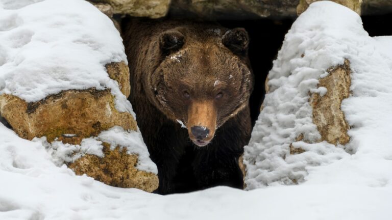 Brown bear (Ursus arctos) looks out of its den in the woods under a large rock in winter tine