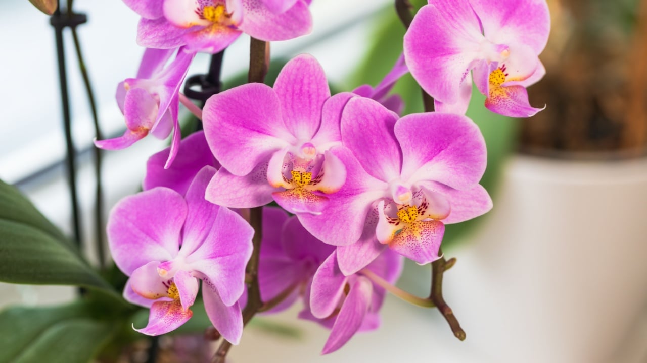Indoor pink flower Orchid in a pot is on the windowsill by the window.