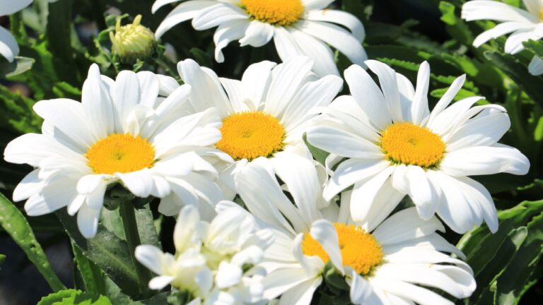 Beautiful blooming Shasta daisy in sunny May