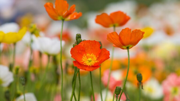 The name of these flowers is "Iceland poppy". Scientific name is Papaver nudicaule.