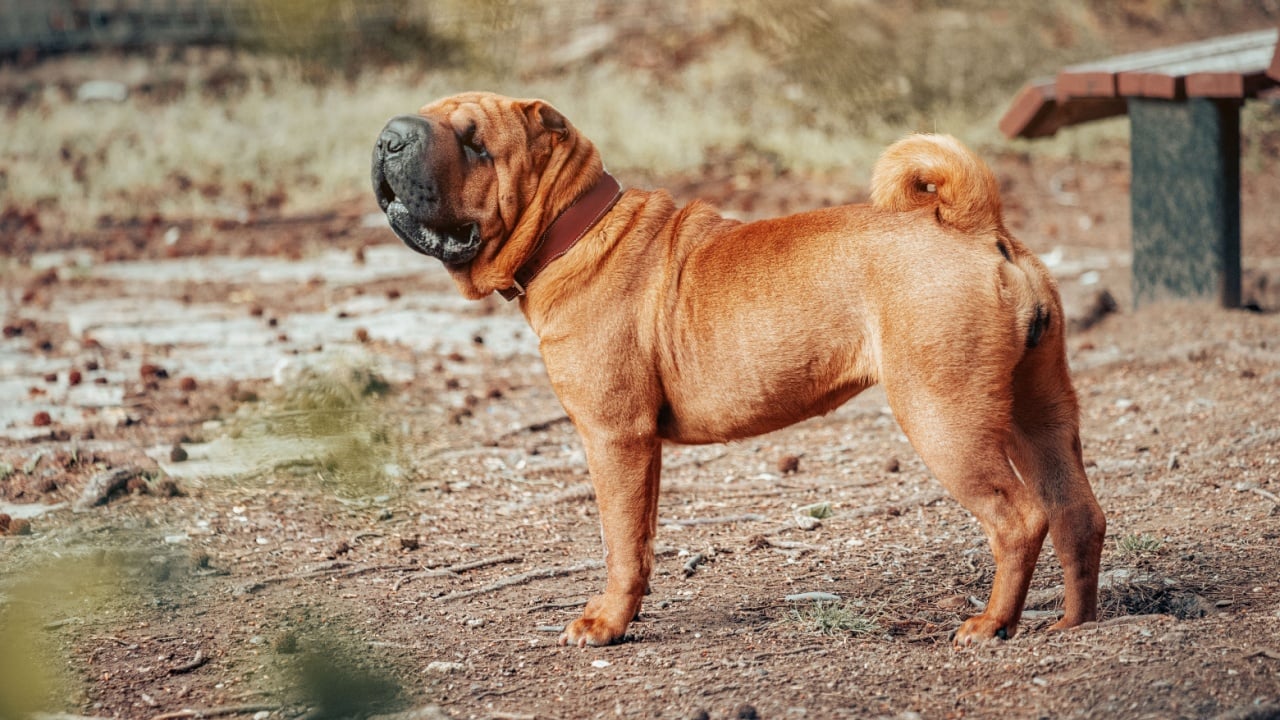 Shar Pei dog breed walking in park. Unusual and funny adorable pet from China. Adorable muzzle with numerous wrinkles and saliva secretions