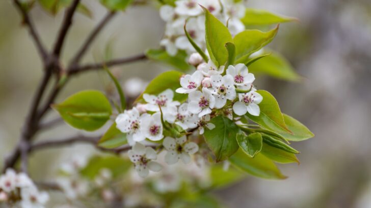 7 Of The Worst Trees to Avoid Planting in Your Yard