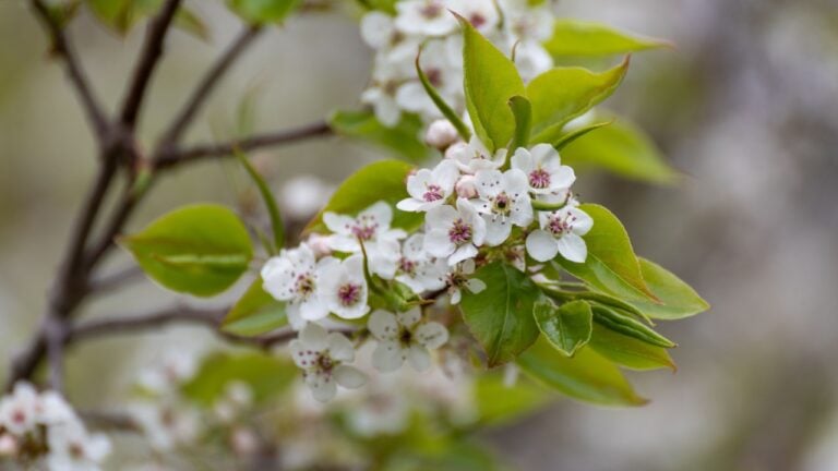 White blossoms on an invasive Bradford pear tree that smells like rotting fish