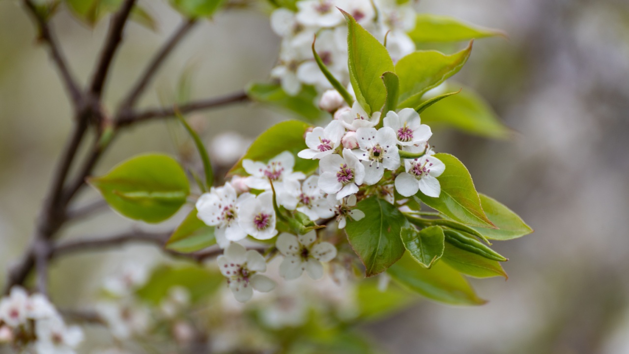 White blossoms on an invasive Bradford pear tree that smells like rotting fish