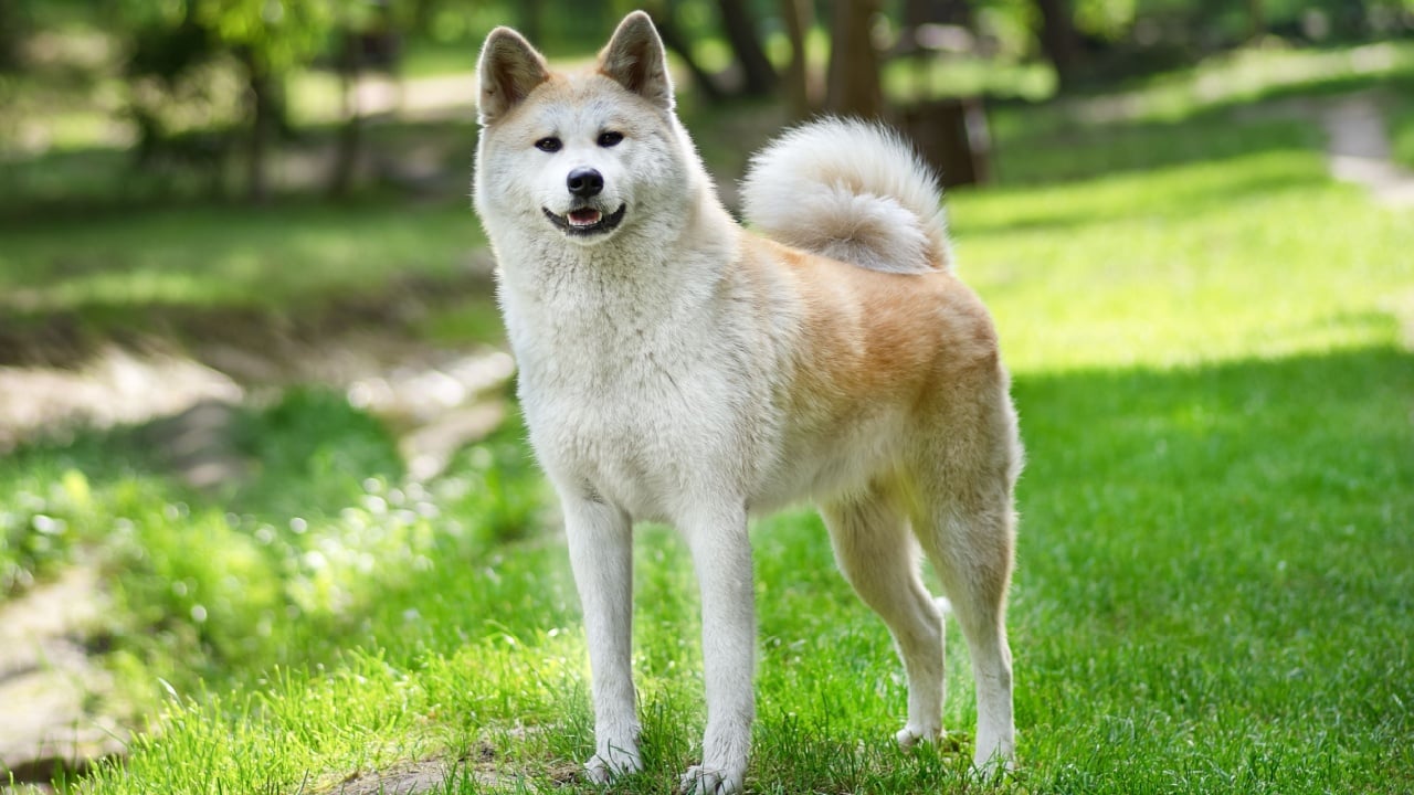 Akita inu japanese dog in the park