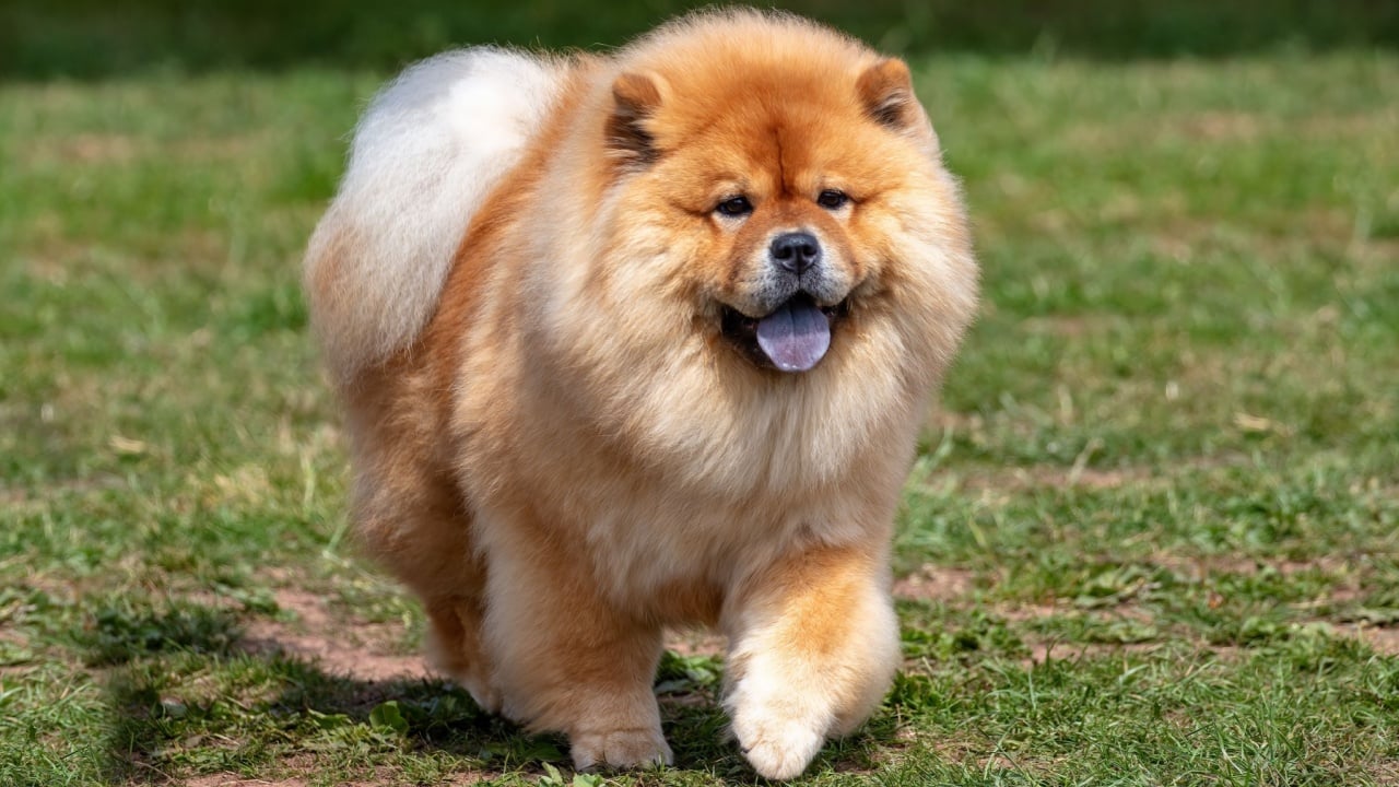 Fluffy red Chinese Chow Chow dog on grass