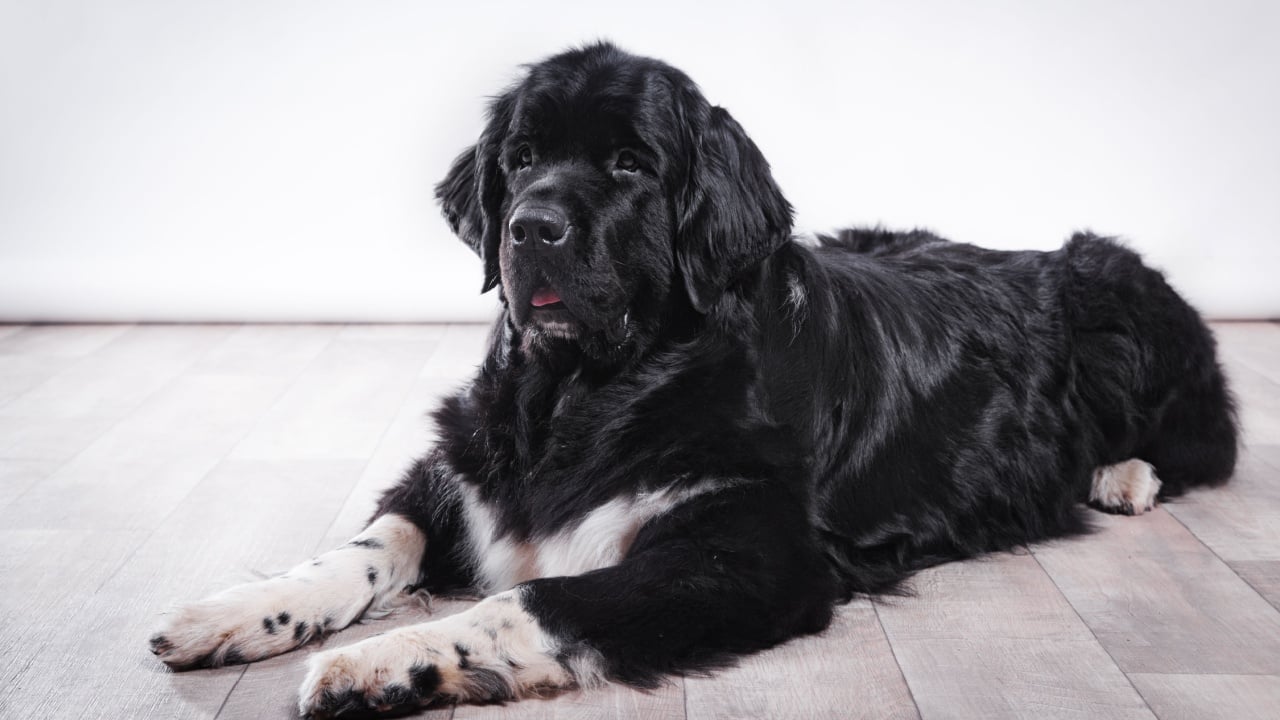 adult Newfoundland in studio by the fireplace