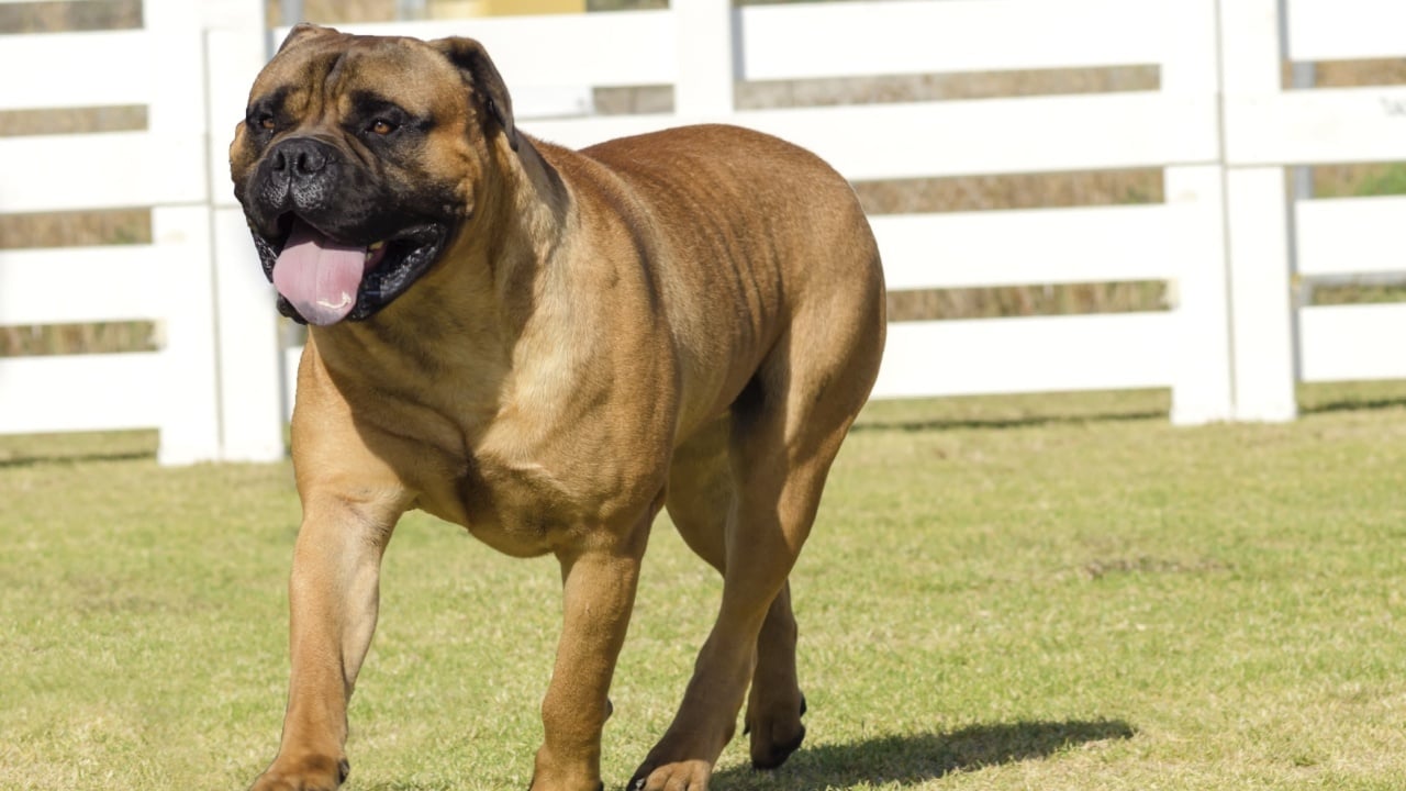 A portrait view of a young, beautiful red fawn, medium sized Bullmastiff dog walking on the grass. The Bullmastiff is a powerfully built animal with great intelligence and a willingness to please.