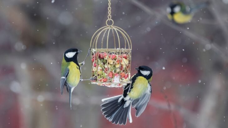 A Gardener’s Guide to Participating in the Great Backyard Bird Count