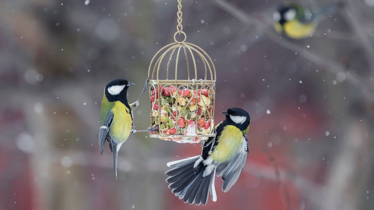 hungry tit birds in the winter snow garden flew to the feeder with seeds and nuts