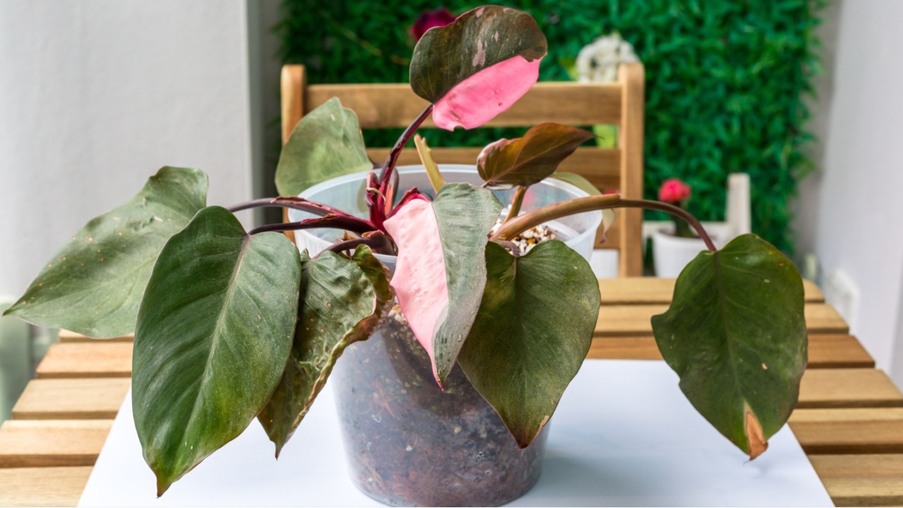 Philodendron pink princess plant in isolated closed up view indicating house gardening 