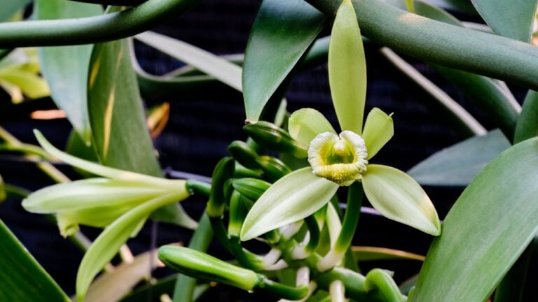 Close-up of Vanilla flowers beginning to bloom in the morning on plantation, Vanilla fargrans (Salish) Ames, Vanilla Planifolia
