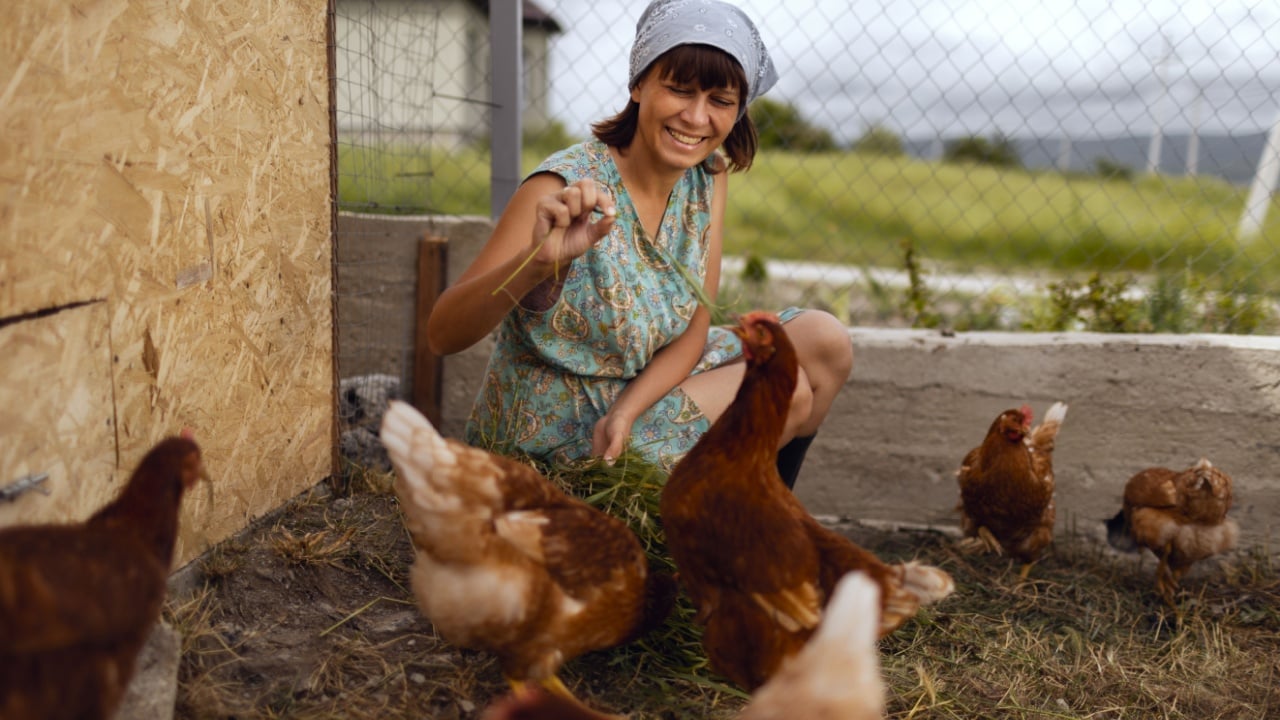 A woman in the village, in a chicken coop, takes care of poultry chickens. Private poultry farm
