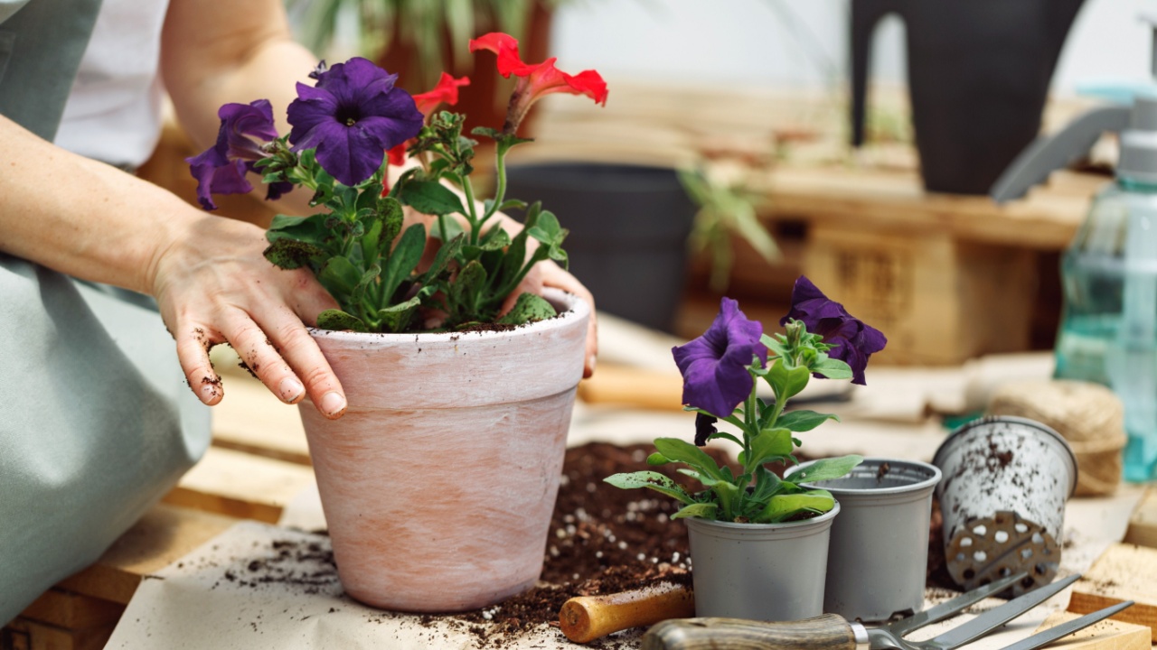 Gardener planting with flower pots tools. Woman hand planting flowers petunia in the summer garden at home, outdoor. Gardening and flowers. Gardener planting with flower pots tools. Red color
