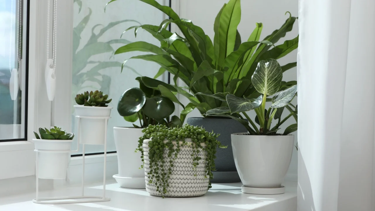 Many beautiful potted houseplants on windowsill indoors