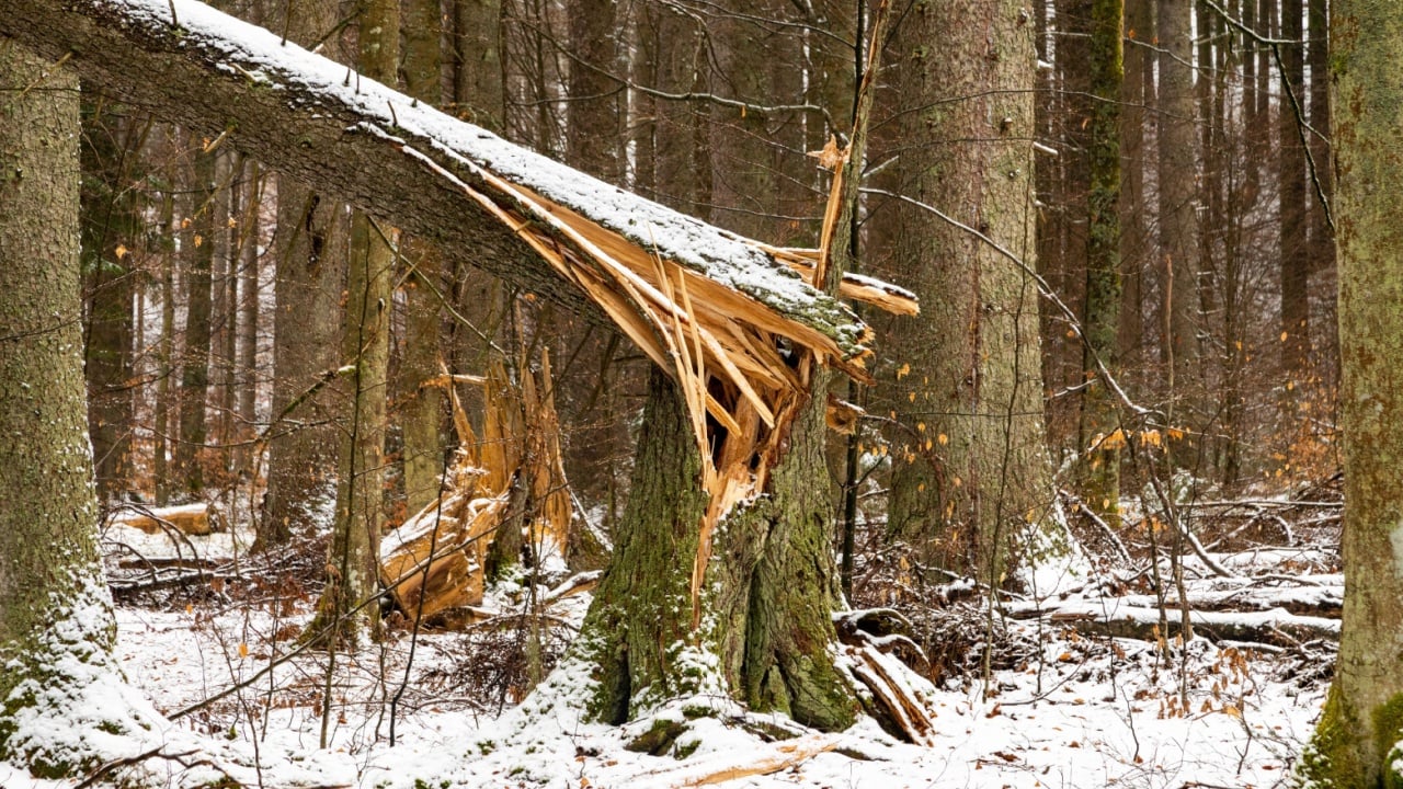 Wind-broken tree in the forest and snow around.